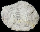 Cretaceous Petrified Wood Log Section On Stand - Texas #38923-3